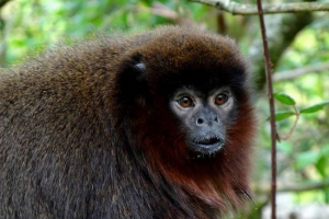 Джемпера або тіті - мавпа південна америка Джемпера або тіті - мавпа південна америка